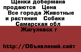Щенки добермана  продаются › Цена ­ 45 000 - Все города Животные и растения » Собаки   . Самарская обл.,Жигулевск г.